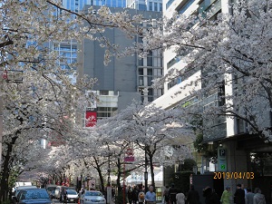 日本橋さくら通りの桜 日本橋の桜は満開