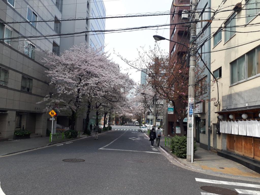 通称「桜通り」 春爛漫！　桜満開！　ウキウキ中央区