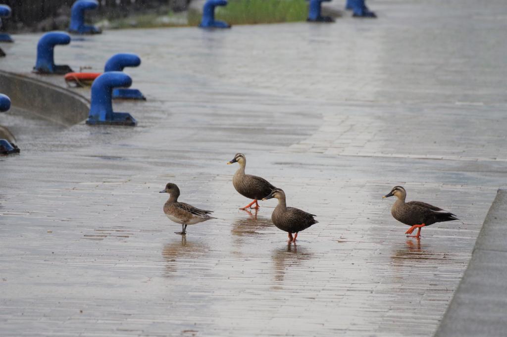 雨の日もまた楽し鳥散歩 石川島公園にて By 佃のうさこ 中央区観光協会特派員ブログ