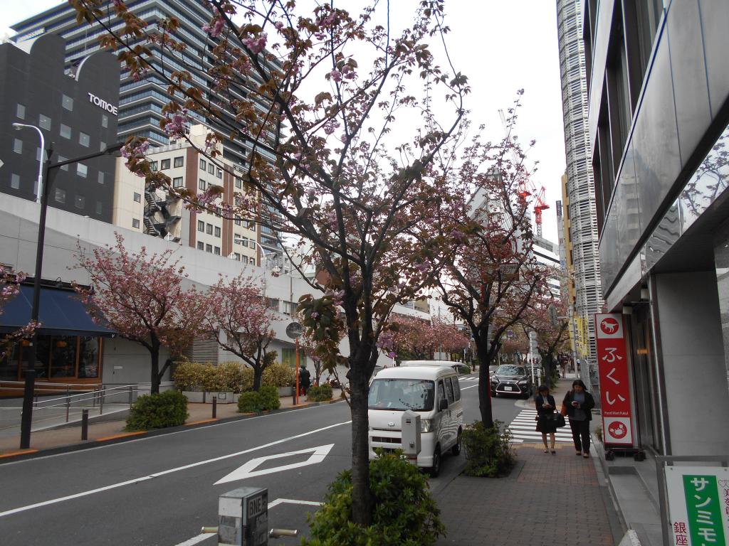 八重桜は色鮮やか　絢爛豪華 銀座桜どおり　染井に続き　八重が咲き