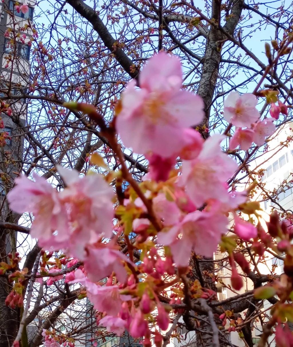 ２月１５日の河津桜　見頃は２月２３日頃まで（？） 築地川千代橋公園　ループウイング風力発電機　桜の名所