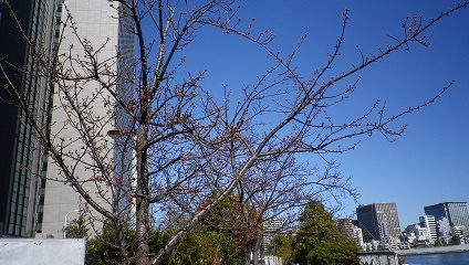 新川公園河津桜 ここにもあった河津桜