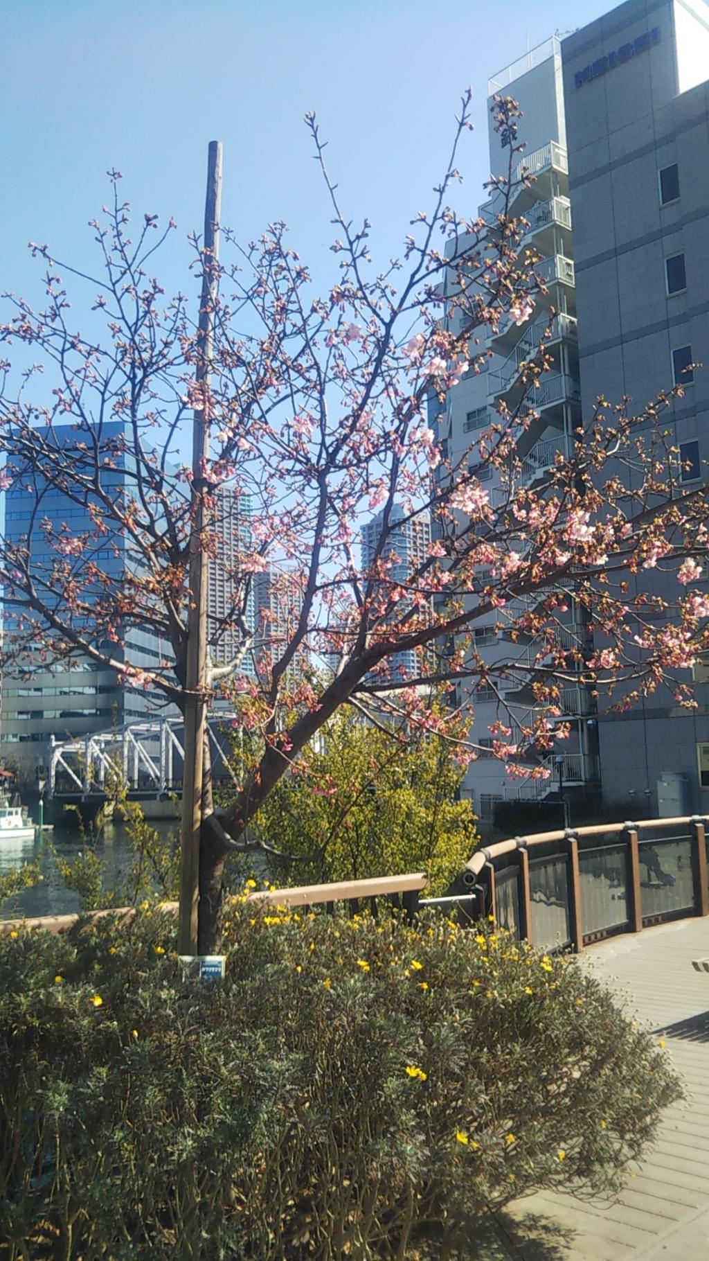 伊豆の河津桜は開花。中央区の河津桜は？ 春間近。亀島川公園の河津桜が咲き始めました。
