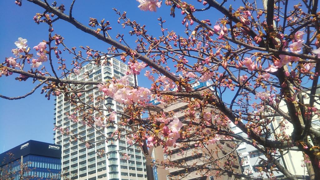 このところの暖かい陽気のせいか結構咲いています。 春間近。亀島川公園の河津桜が咲き始めました。