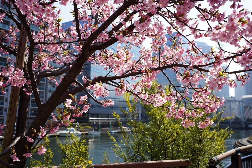  亀島川公園の桜