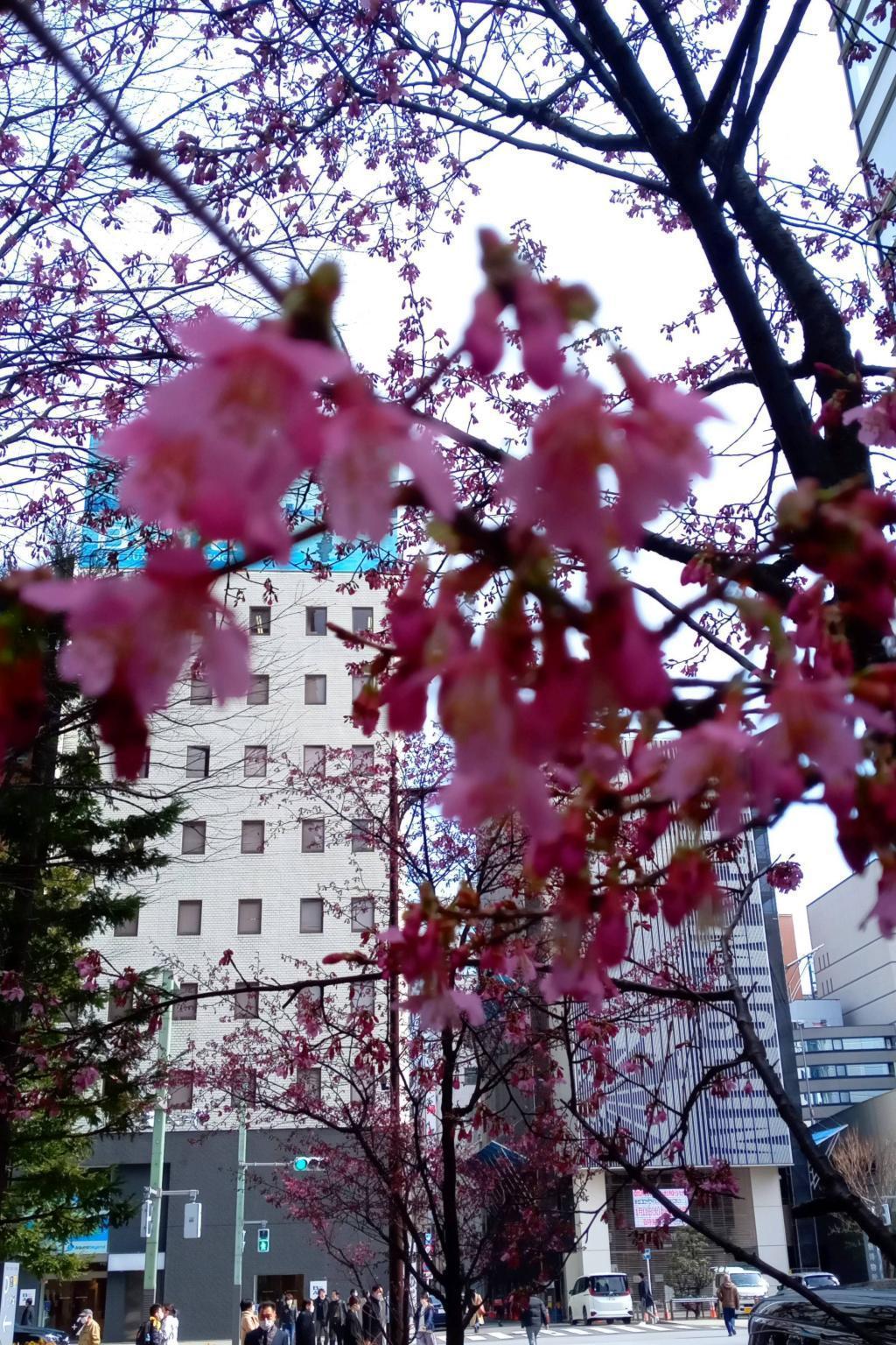 おかめ桜は蕾がふくらみ　１５日頃に満開 東京スクエアガーデン　河津桜満開　おかめ桜も続く
