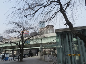 交番前のシダレザクラ 日本橋のオカメザクラ