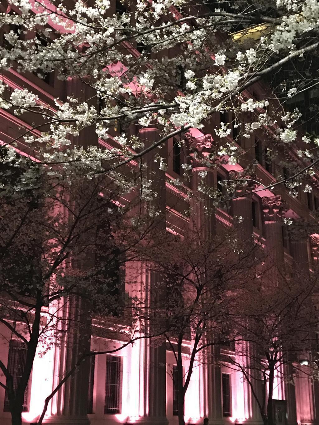  桜の季節に  ーSAKURA　FES　NIHONNBASHIー