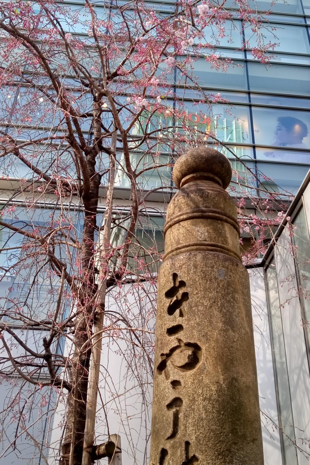 「きゃうばし」の八重紅枝垂れ桜 東京スクエアガーデンのソメイヨシノ　３月２６日には（ほぼ）満開