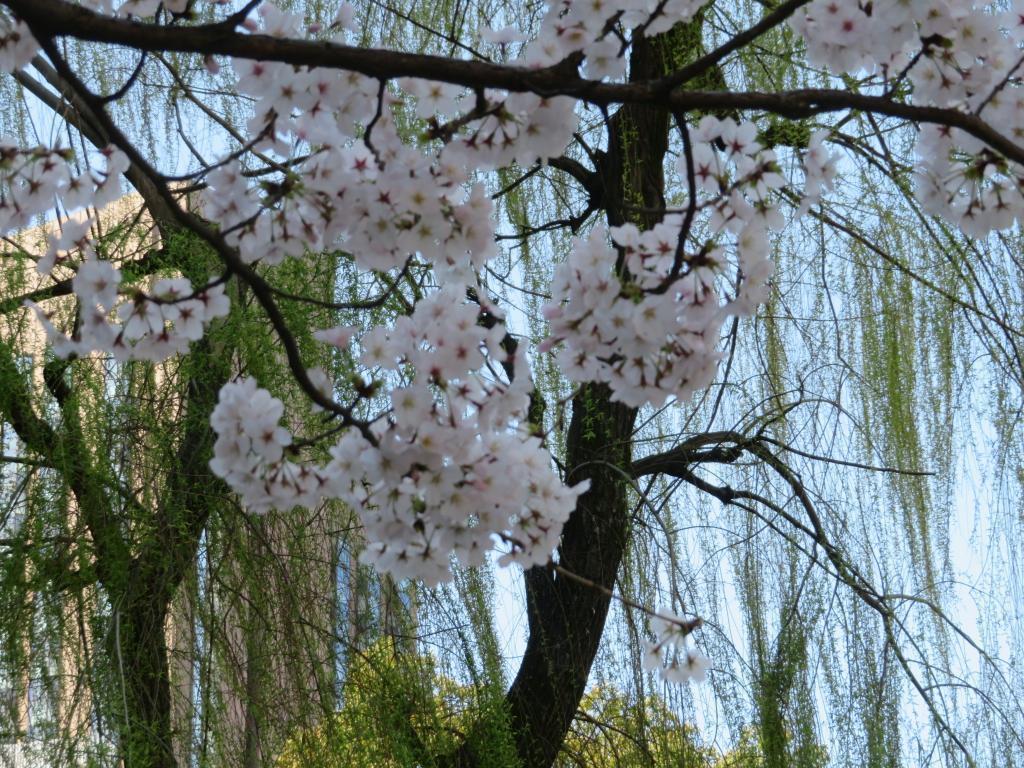  桜花爛漫！中央区の名所旧跡を観て回る …桜スポット６選
