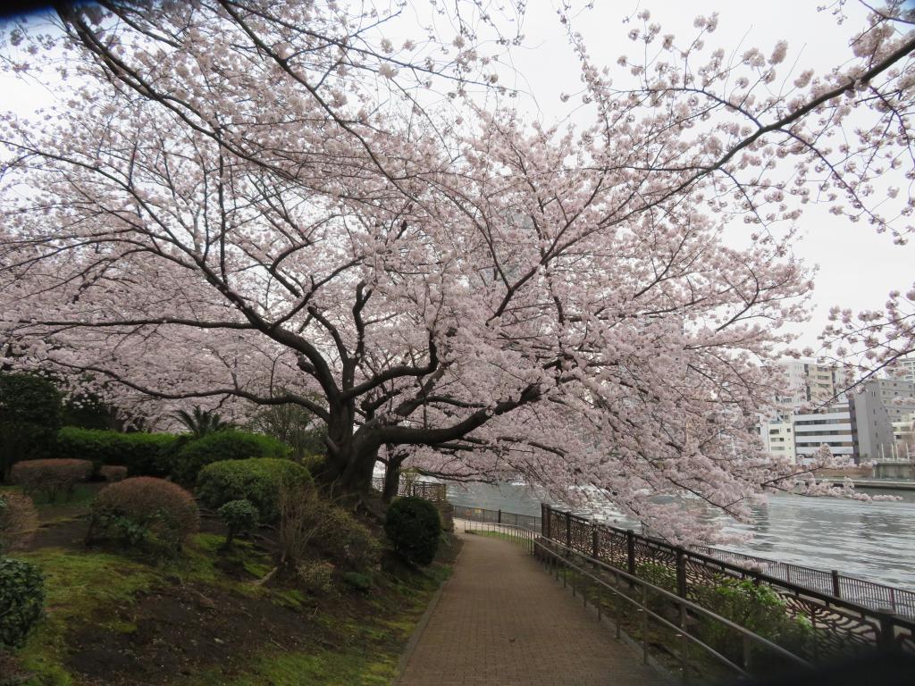  桜花爛漫！中央区の名所旧跡を観て回る …桜スポット６選