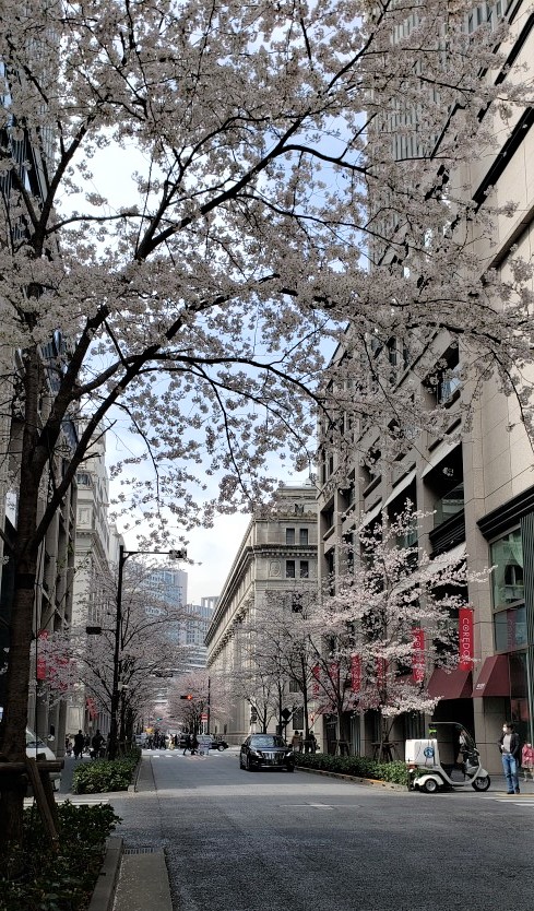  「江戸さくら通り」は桜が満開です