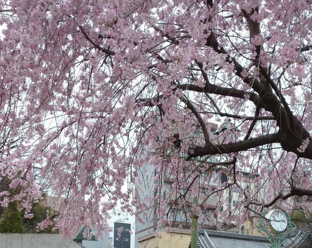 桜の名所！浜町公園 桜の下でランドセル姿の「前撮り」行脚