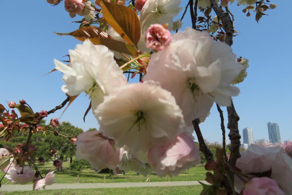 富士見山の下には、「普賢象」 浜離宮恩賜庭園　八重桜が満開　※月曜日も開園