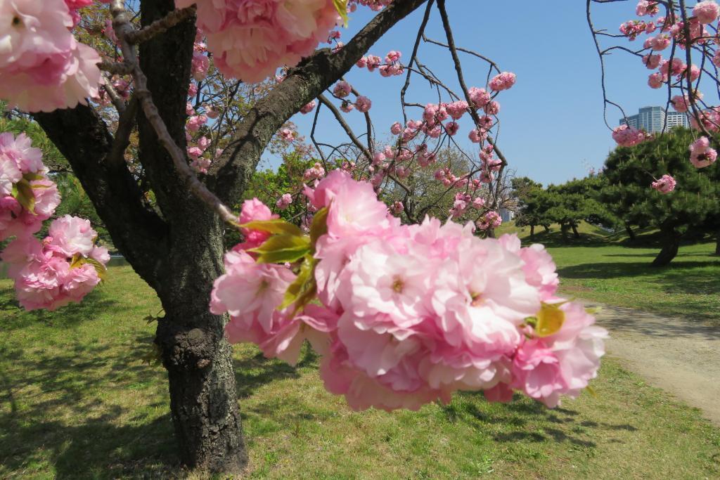 カンザンは関山と書き、艶があり 浜離宮恩賜庭園　八重桜が満開　※月曜日も開園