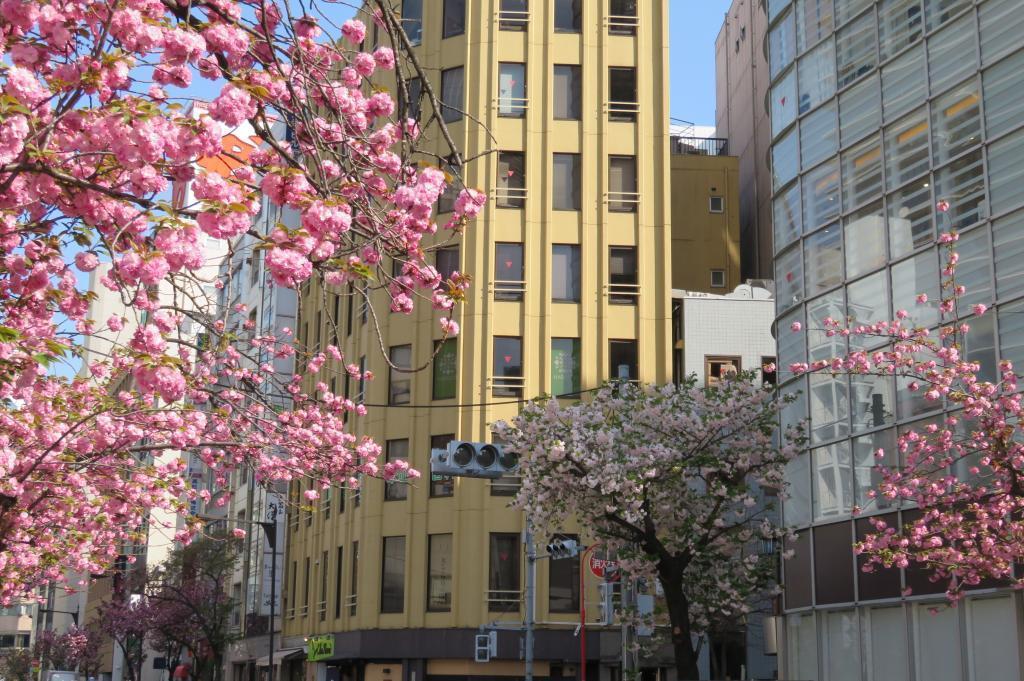 濃艶な関山 銀座桜通り　八重桜が満開