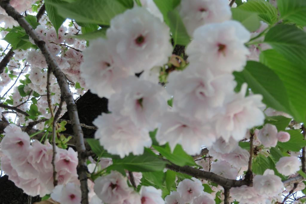 清楚な淡い色の一葉 銀座桜通り　八重桜が満開
