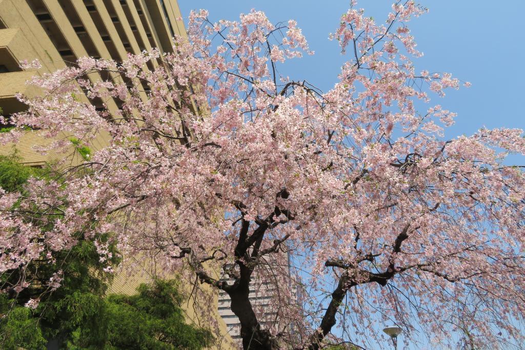 枝垂れ桜が見事 朝日新聞東京本社　前庭の八重桜、つつじが見事
