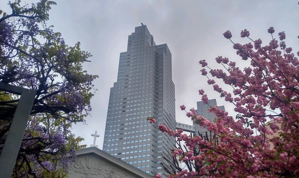 カトリック築地教会　藤の花八重桜との競演 カトリック築地教会と聖路加は花盛り