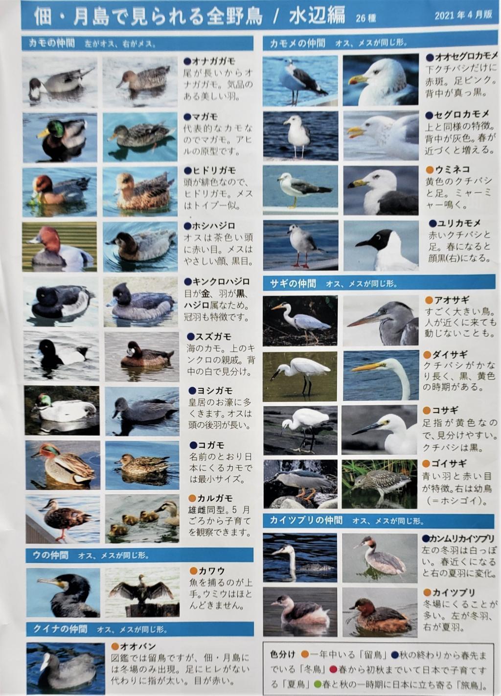  佃月島新聞「野鳥リスト」とても役に立ちました。