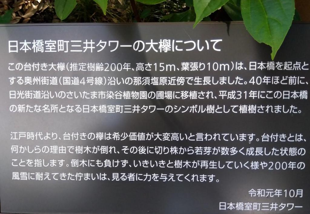 大欅について 日本橋室町三井タワーの大欅　
