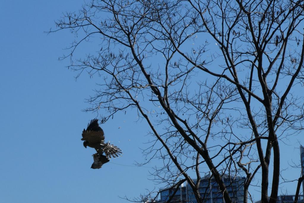 飛び流し～実際に獲物を狩る練習 浜離宮、正月の鷹狩り実演