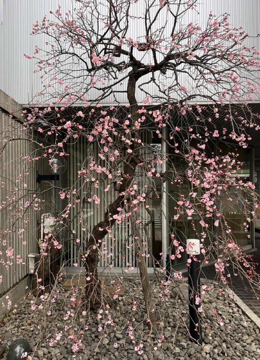 ２月１４日の満開の枝垂れ梅 日本橋浜町の好文画廊　枝垂れ梅が満開