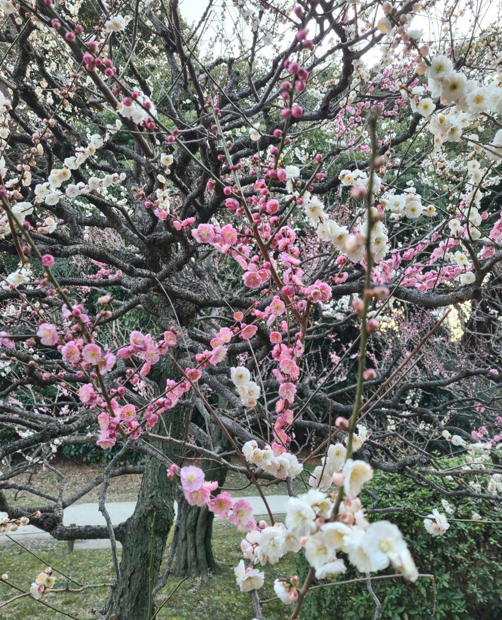 梅の名前「思いのまま」 菜の花が見頃　浜離宮恩賜庭園