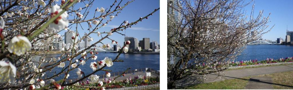 梅も桜も咲きました 3月31日までです