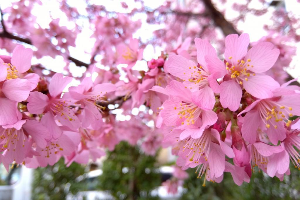 桜の花をご鑑賞下さい 築地本願寺　親鸞聖人と桜　３月の参拝カード　カード引き換え