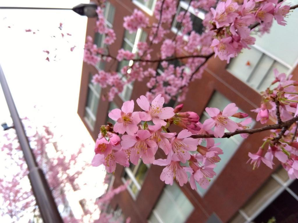 オカメザクラの花びら 東京スクエアガーデン　河津桜とオカメザクラ競演