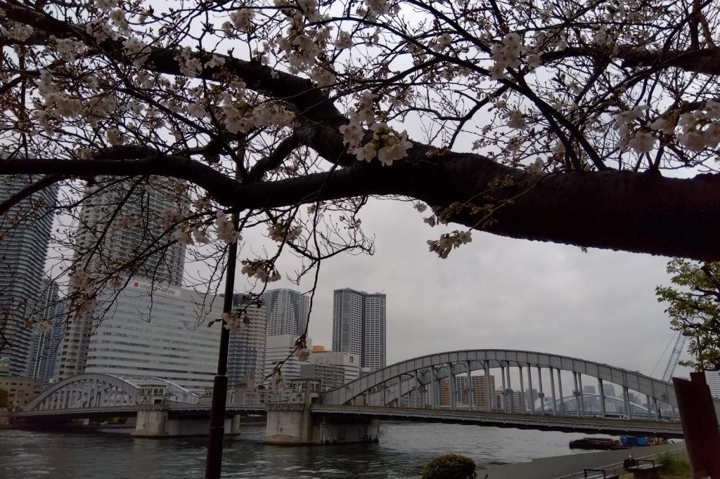 はとば公園から勝鬨橋 京橋から築地　花見散歩