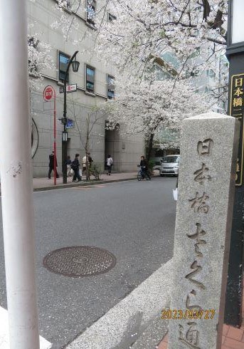  日本橋・京橋の桜の開花状況・お花見