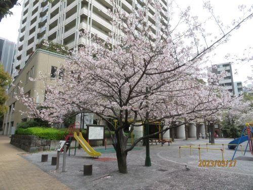  日本橋・京橋の桜の開花状況・お花見