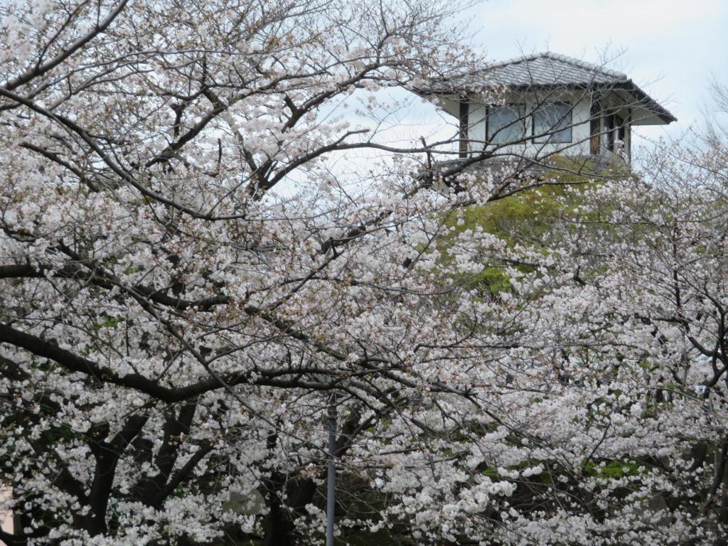  隅田川沿いの桜の名所を愛でる