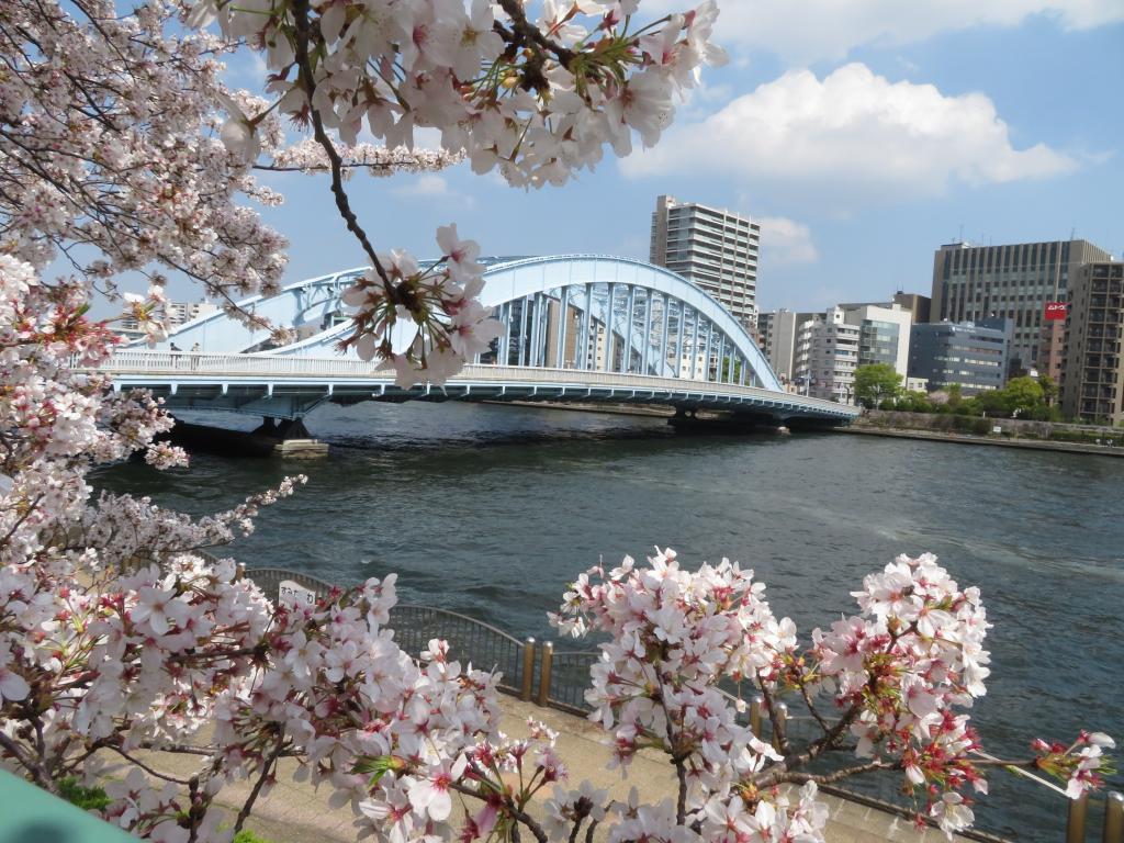 4月新年度に入って、春風に桜の花が散っています。
永代橋～右手『新川の跡』『新川公園』～中央大橋へ･･･『ス－パー堤防の桜並木』を散歩します。 隅田川沿いの桜の名所を愛でる