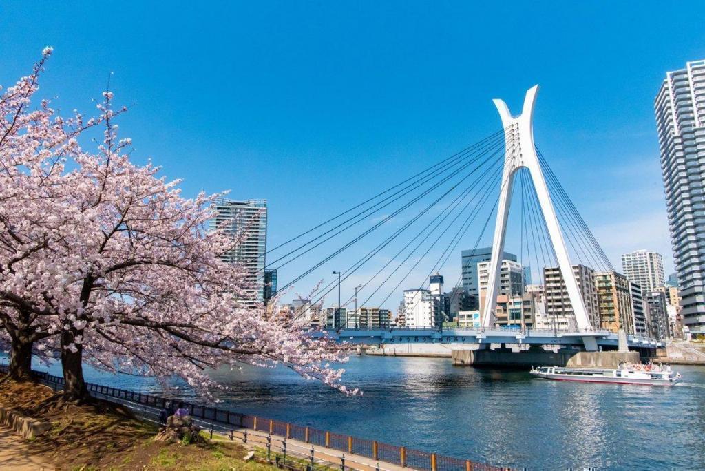 　　　春には桜が満開です 隅田川テラスの散歩はいかがですか