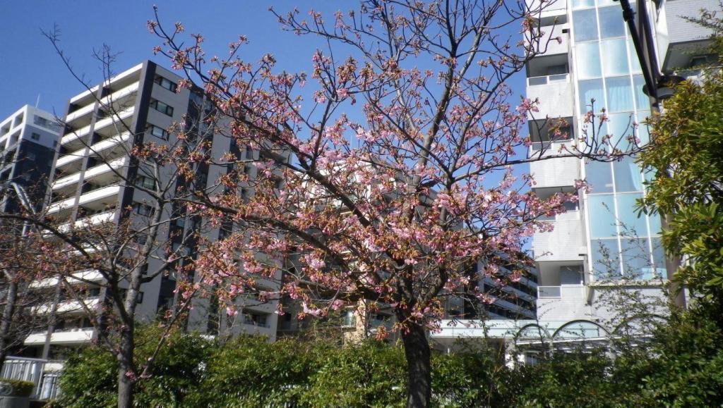 河津桜は 2月は梅　「梅に・・・・」