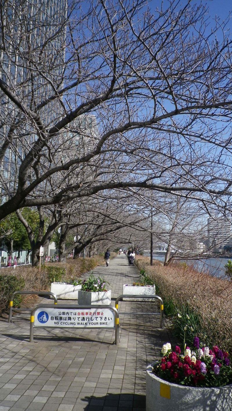 新川公園　桜は後1ヶ月位 2月は梅　「梅に・・・・」