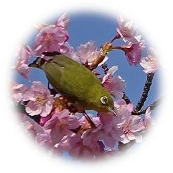  2024 一足早い春の訪れ 青空に映える早咲き「河津桜」