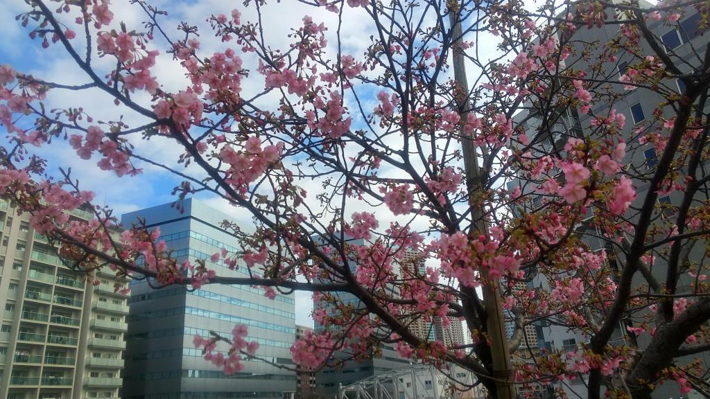 亀島川の河津桜は咲き始め、満開までもう少し　 2月18日　中央区川べりの河津桜　昨年よりも早い開花