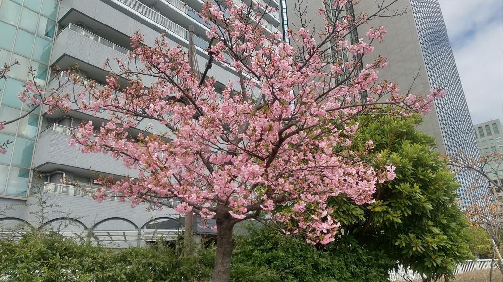 新川公園の河津桜は、見事に七分咲き。 2月18日　中央区川べりの河津桜　昨年よりも早い開花