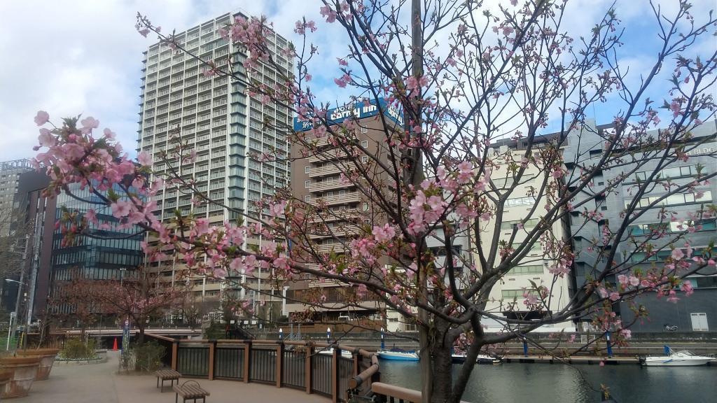  2月18日　中央区川べりの河津桜　昨年よりも早い開花