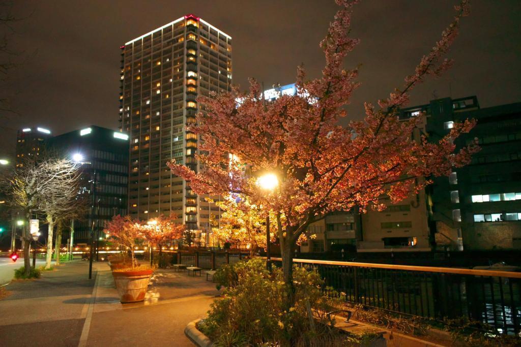 都会の風景に溶け込む 亀島川公園の桜