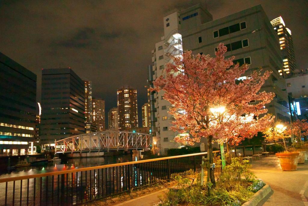 亀島川水門の奥に石川島のマンション群を臨む 亀島川公園の桜