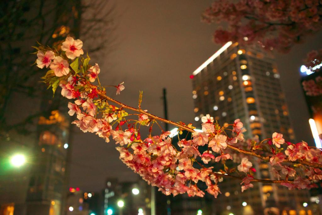 人の世は移り行くが桜の美しさは変わらない 亀島川公園の桜