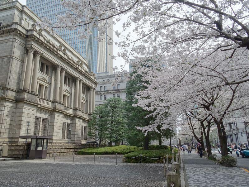 日本銀行でも見つかったゾウ 中央区はゾウとの縁が深いんだぞう