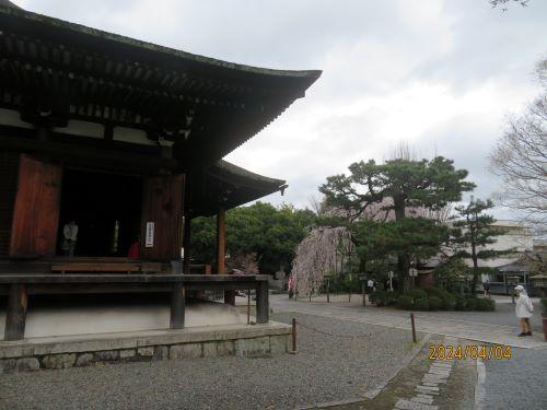  京都の「阿亀桜」
