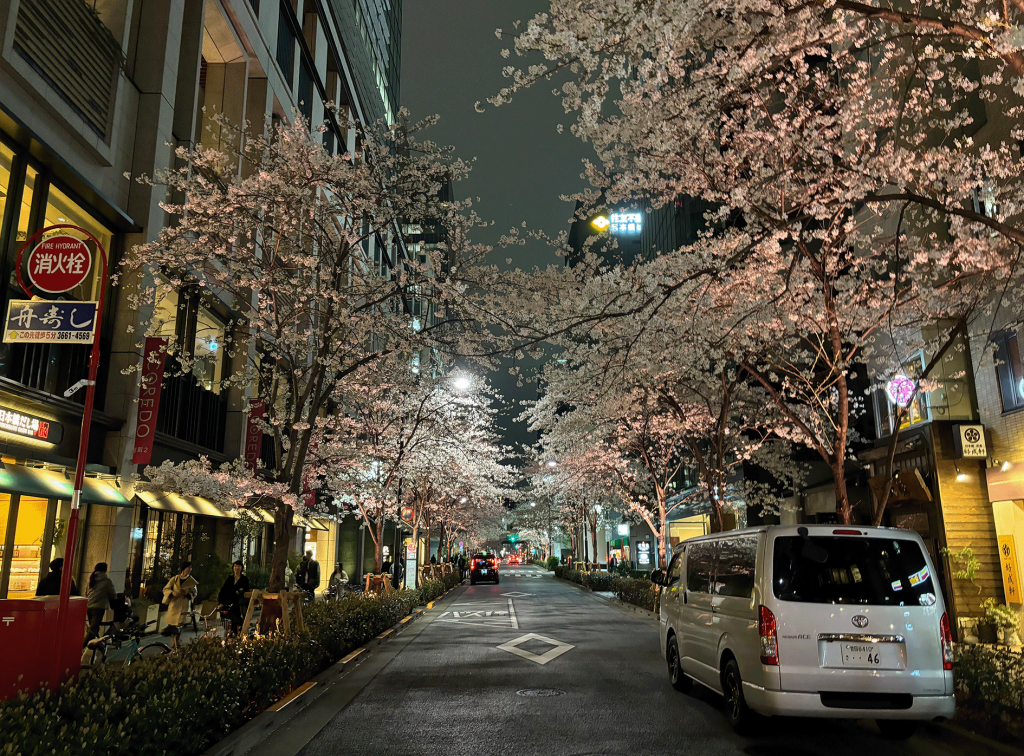 コレド室町エリアも趣あって良 日本橋江戸桜通り、夜桜もオススメです