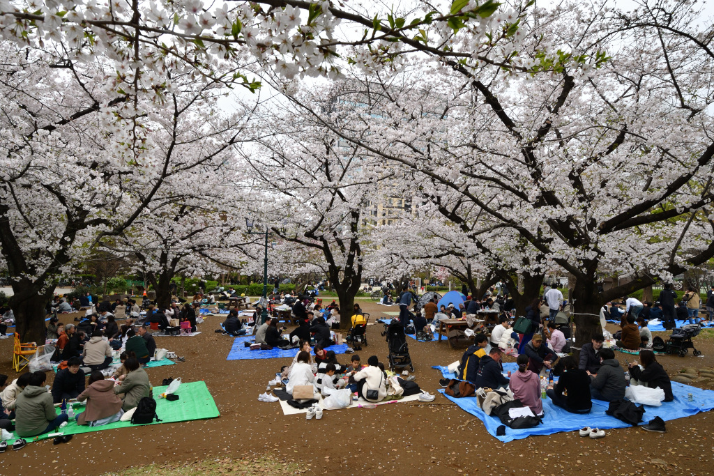 Cherry blossoms herald the arrival of spring in Chuo Ward